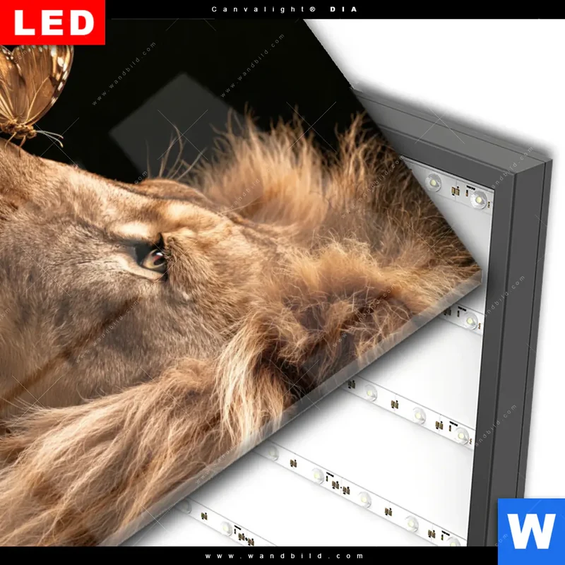 Wechselmotiv Acrylglas Canvalight® DIA | Löwe & Schmetterling | Hochformat