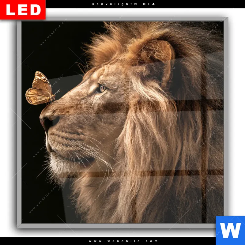 Leuchtbild Acrylglas Canvalight® DIA | Löwe & Schmetterling | Quadrat