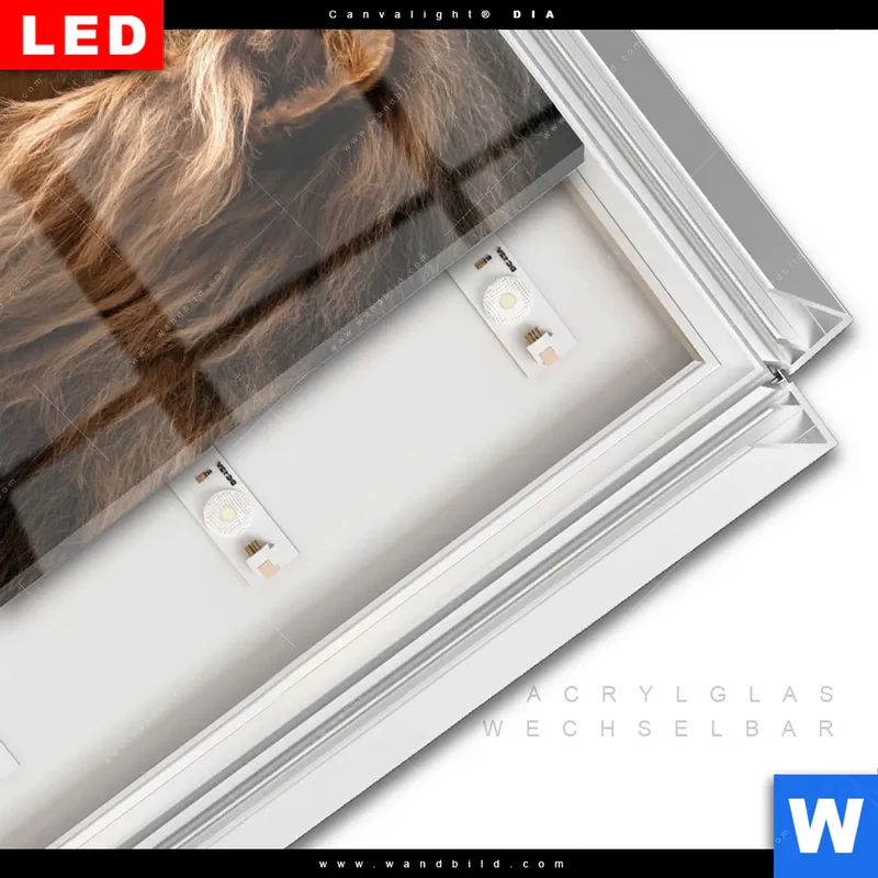 Leuchtbild Acrylglas Canvalight® DIA | Löwe & Schmetterling | Quadrat
