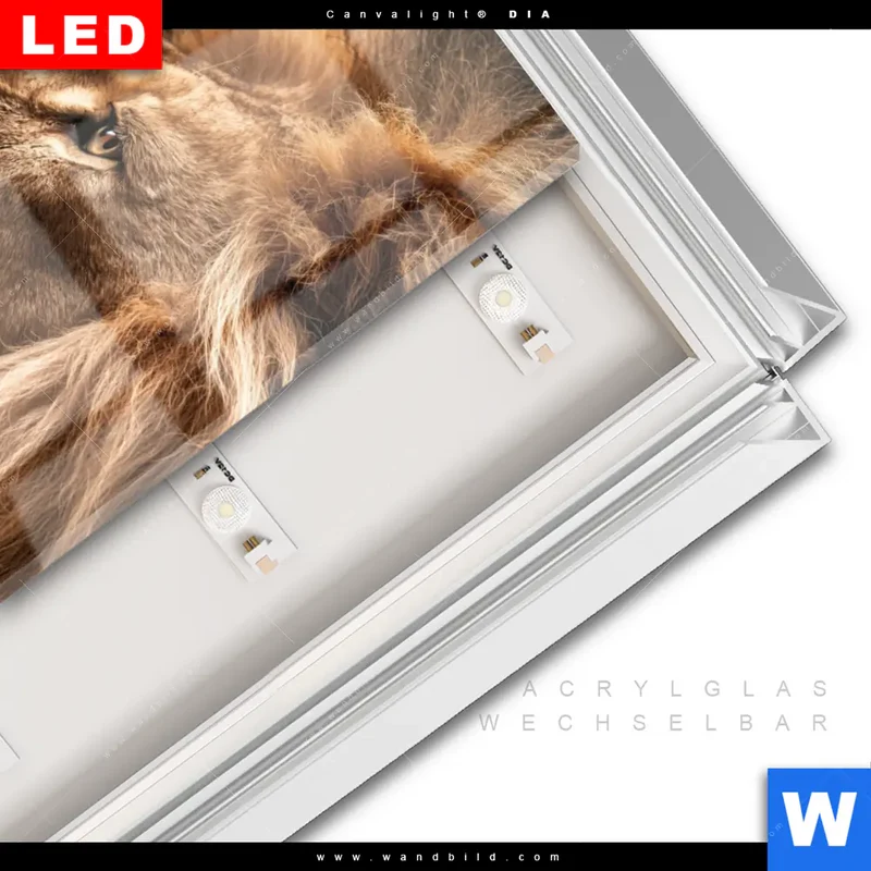Leuchtbild Acrylglas Canvalight® DIA | Löwe & Schmetterling | Hochformat