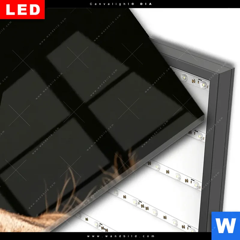 Wechselmotiv Acrylglas Canvalight® DIA | Löwe & Schmetterling | Schmal