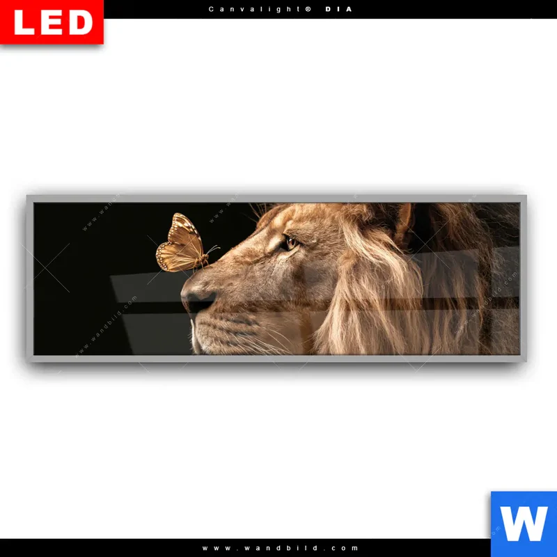 Leuchtbild Acrylglas Canvalight® DIA | Löwe & Schmetterling | Panorama