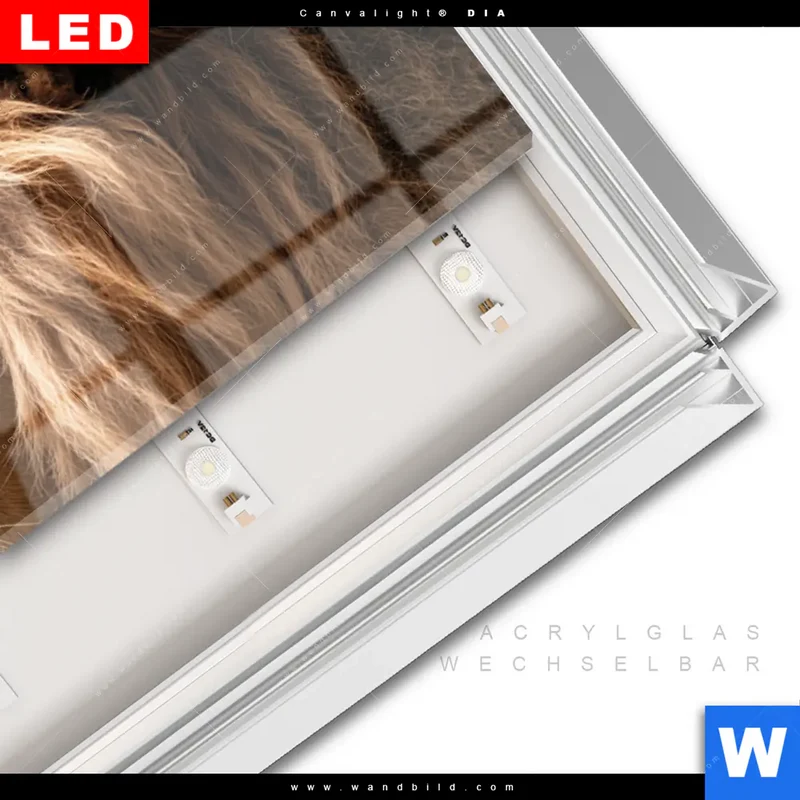 Leuchtbild Acrylglas Canvalight® DIA | Löwe & Schmetterling | Panorama