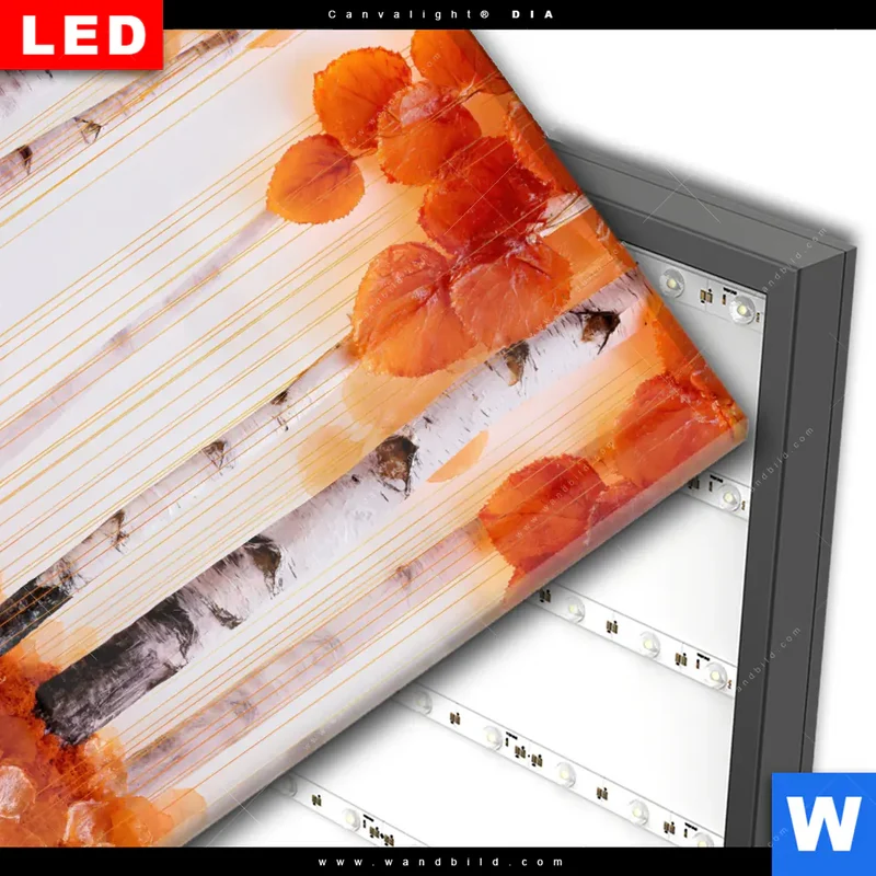 Wechselmotiv Acrylglas Canvalight® DIA | Herbstlicht | Quadrat
