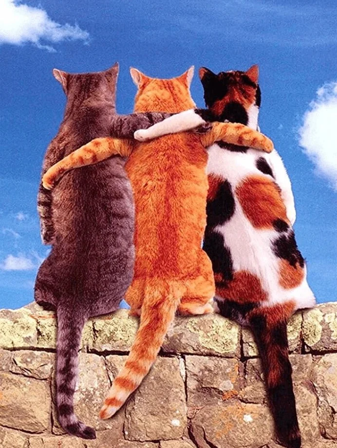 3 Katzen als beste Freunde - 5D DIY Diamond Painting