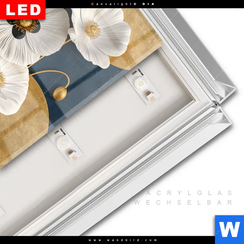 Leuchtbild Acrylglas Canvalight® DIA | Golden Poppies | Quadrat
