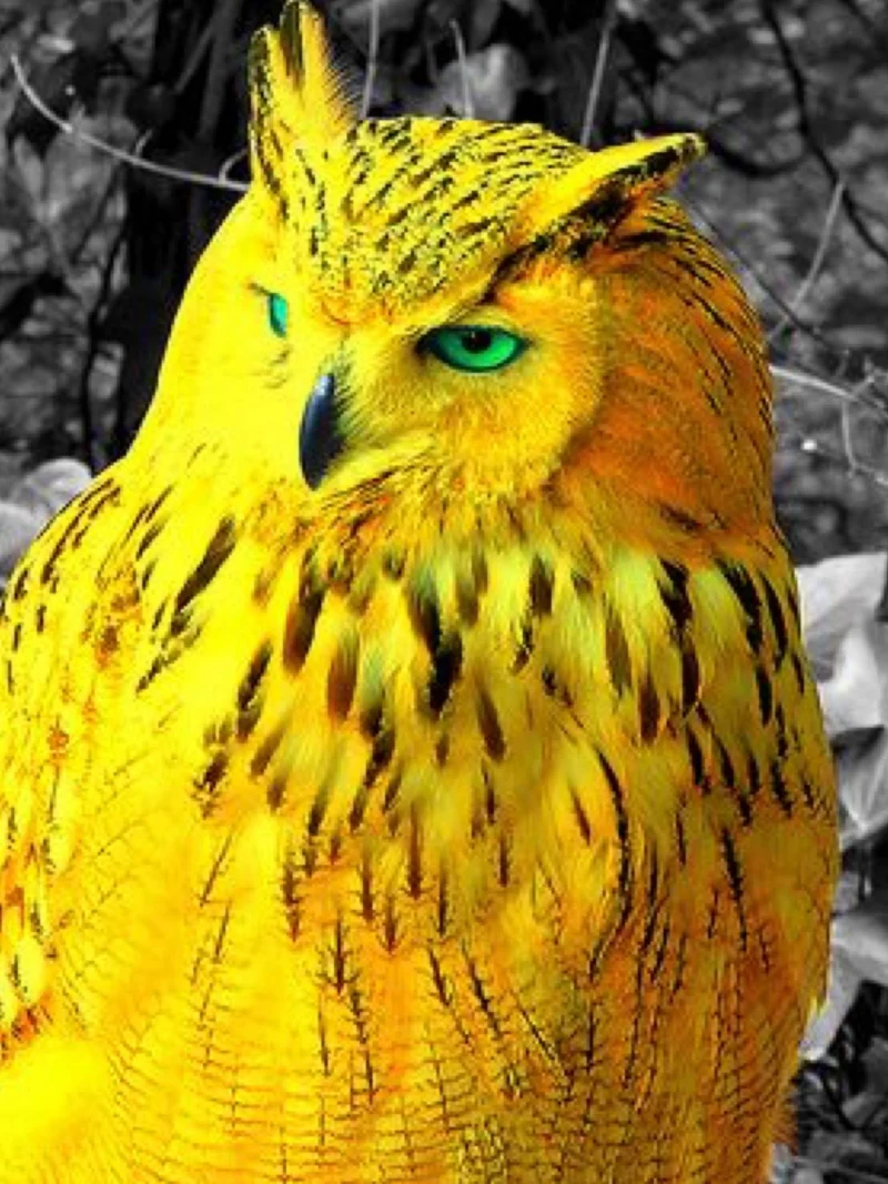 Animals PIX-2488