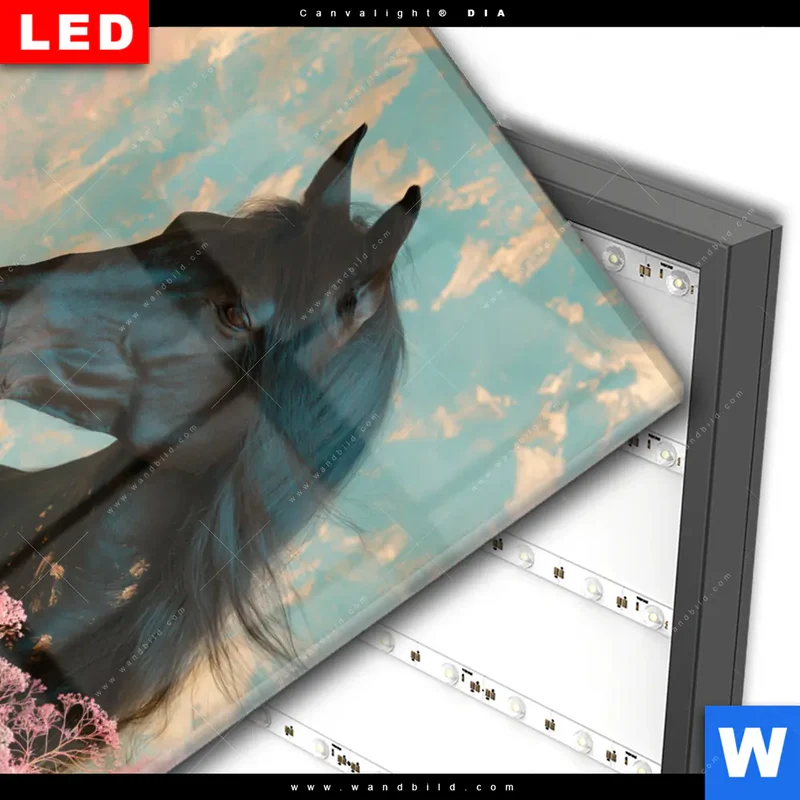 Wechselmotiv Acrylglas Canvalight® DIA | Schwarzes Pferd im Blütenmeer | Hochformat