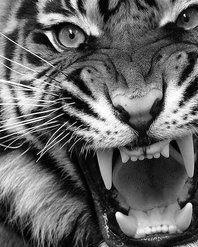 Animals PIX-2463