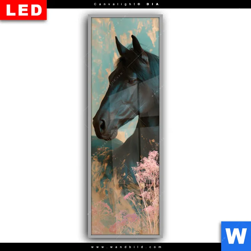 Leuchtbild Acrylglas Canvalight® DIA | Schwarzes Pferd im Blütenmeer | Schmal