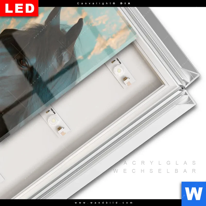 Leuchtbild Acrylglas Canvalight® DIA | Schwarzes Pferd im Blütenmeer | Schmal
