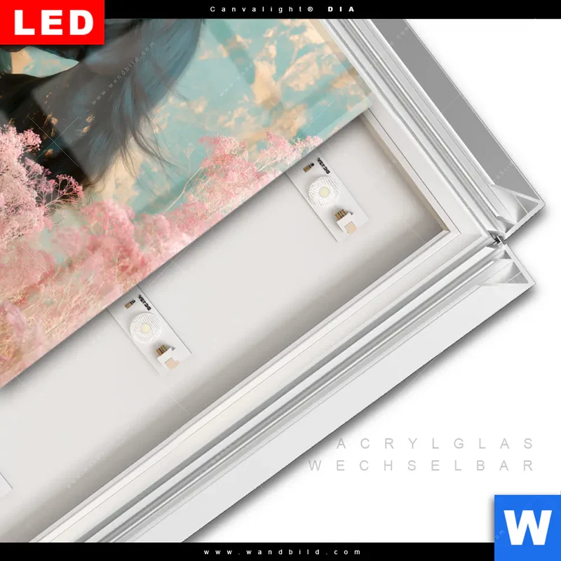 Leuchtbild Acrylglas Canvalight® DIA | Schwarzes Pferd im Blütenmeer | Quadrat
