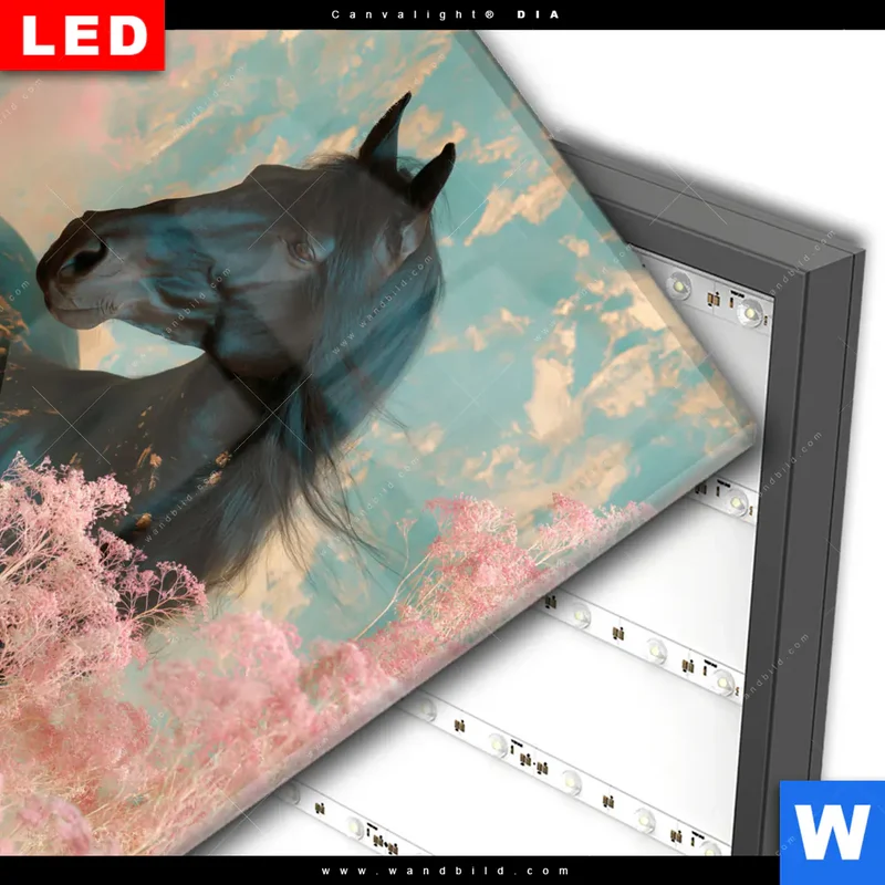 Wechselmotiv Acrylglas Canvalight® DIA | Schwarzes Pferd im Blütenmeer | Quadrat