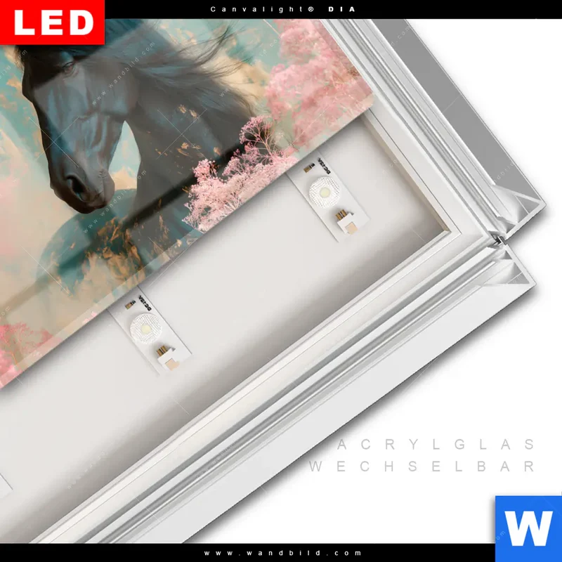 Leuchtbild Acrylglas Canvalight® DIA | Schwarzes Pferd im Blütenmeer | Querformat