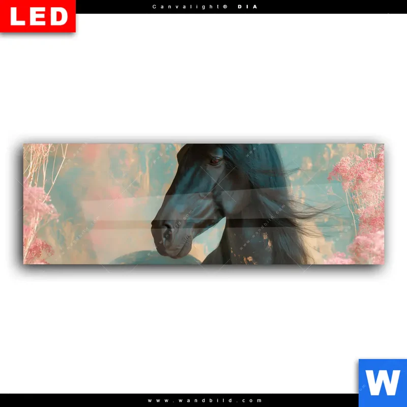 Wechselmotiv Acrylglas Canvalight® DIA | Schwarzes Pferd im Blütenmeer | Panorama