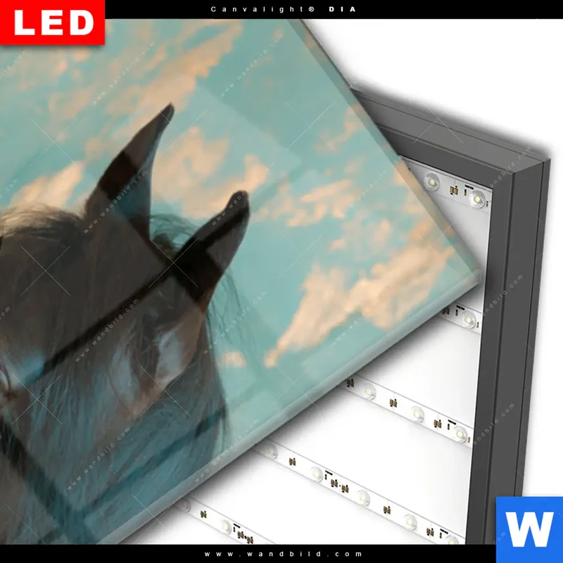 Wechselmotiv Acrylglas Canvalight® DIA | Schwarzes Pferd im Blütenmeer | Schmal