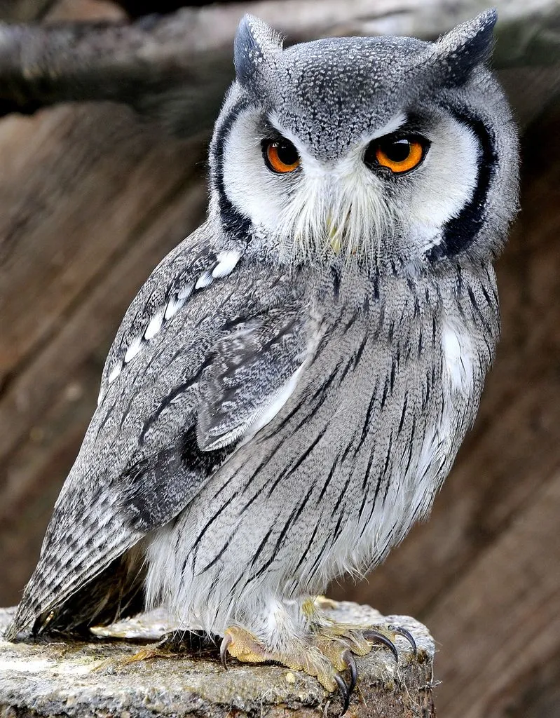 Animals PIX-2479
