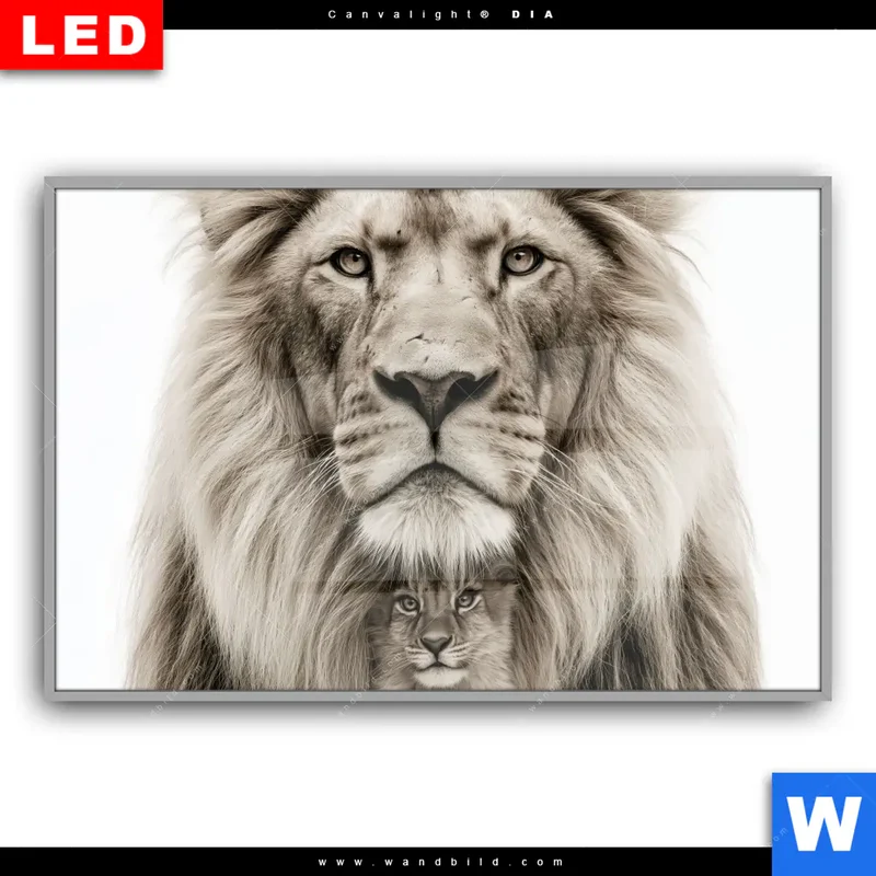 Leuchtbild Acrylglas Canvalight® DIA | Löwenstolz – Vater und Junges | Querformat