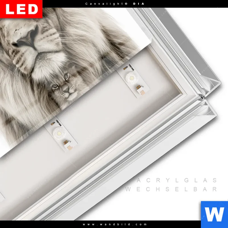 Leuchtbild Acrylglas Canvalight® DIA | Löwenstolz – Vater und Junges | Querformat