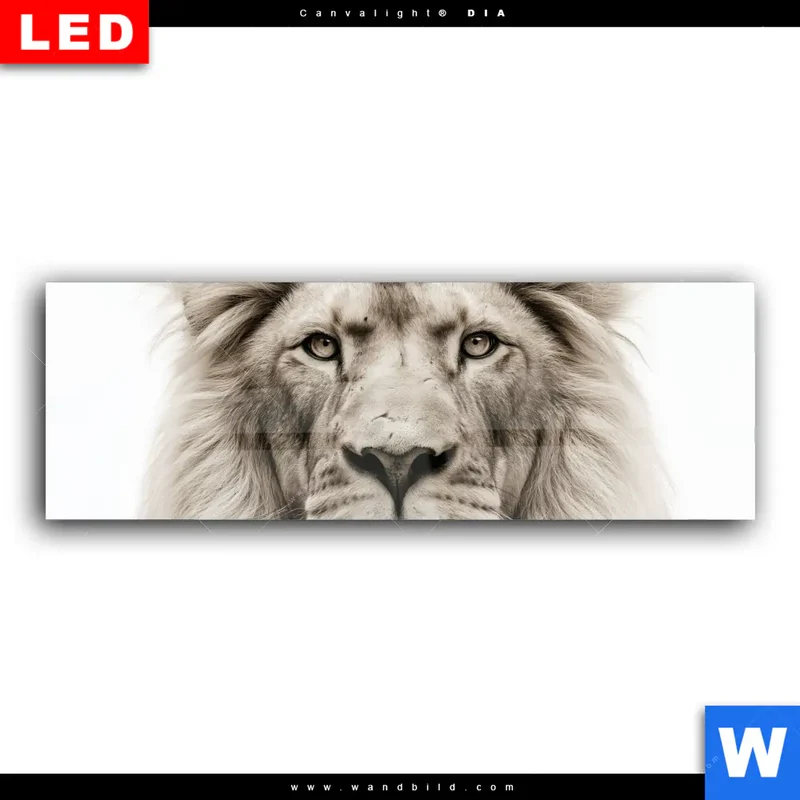 Wechselmotiv Acrylglas Canvalight® DIA | Löwenstolz – Vater und Junges | Panorama