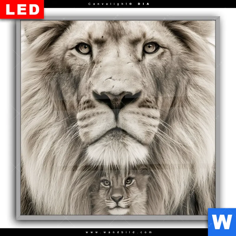 Leuchtbild Acrylglas Canvalight® DIA | Löwenstolz – Vater und Junges | Quadrat