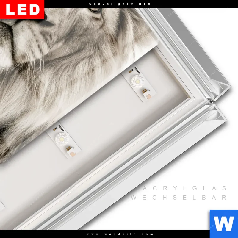 Leuchtbild Acrylglas Canvalight® DIA | Löwenstolz – Vater und Junges | Quadrat