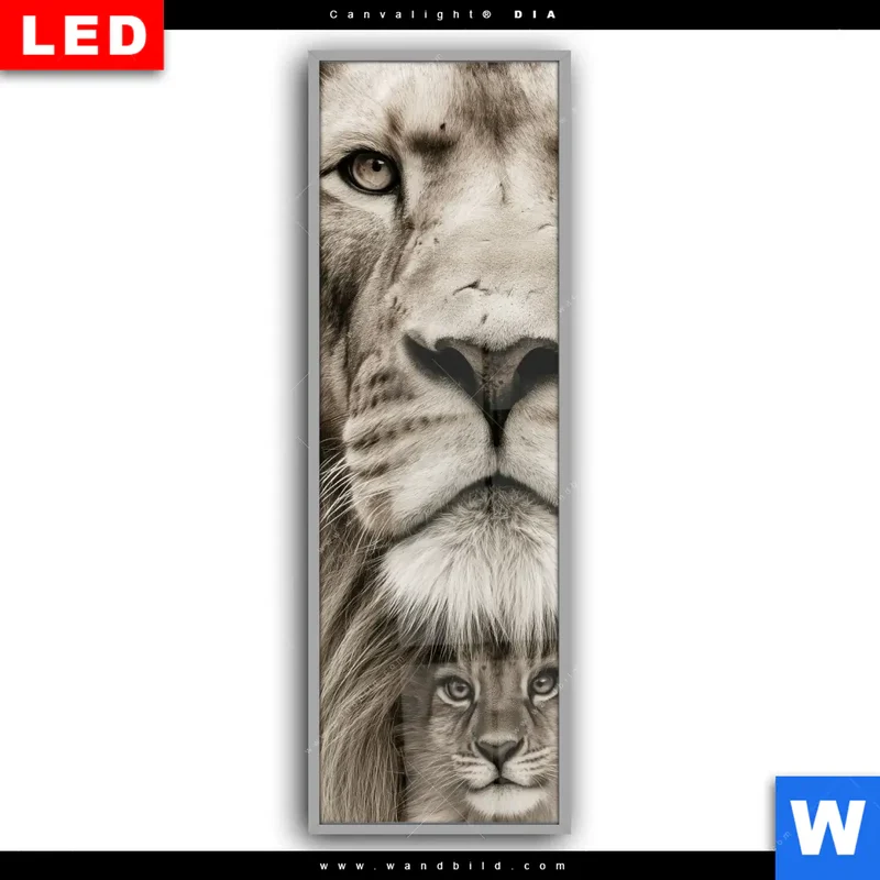 Leuchtbild Acrylglas Canvalight® DIA | Löwenstolz – Vater und Junges | Schmal