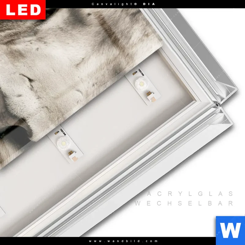 Leuchtbild Acrylglas Canvalight® DIA | Löwenstolz – Vater und Junges | Schmal