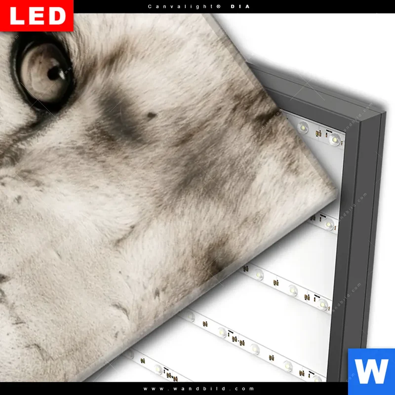 Wechselmotiv Acrylglas Canvalight® DIA | Löwenstolz – Vater und Junges | Schmal