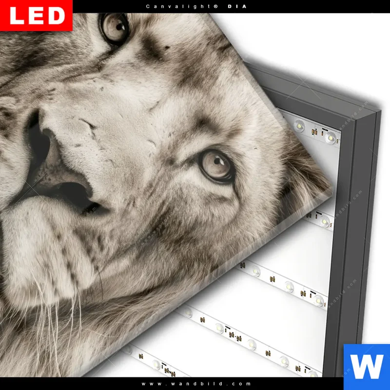 Wechselmotiv Acrylglas Canvalight® DIA | Löwenstolz – Vater und Junges | Hochformat