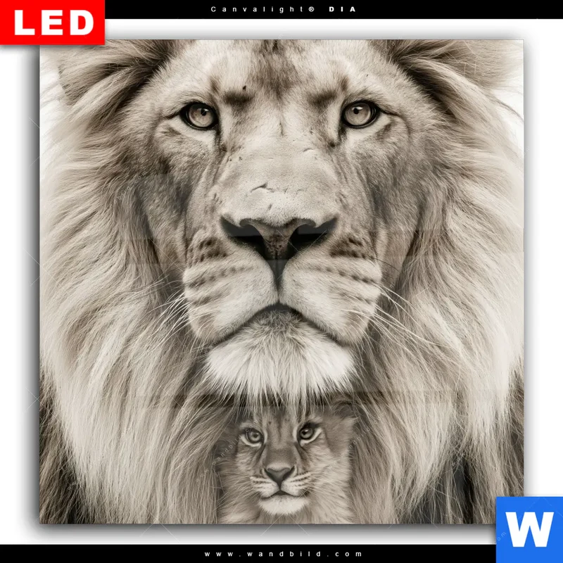 Wechselmotiv Acrylglas Canvalight® DIA | Löwenstolz – Vater und Junges | Quadrat
