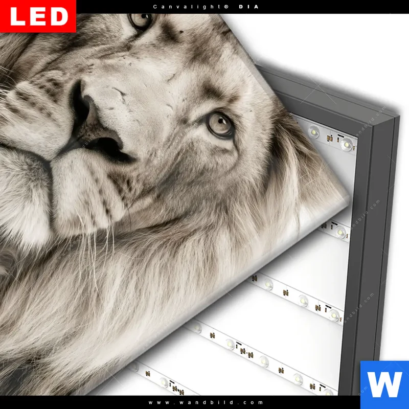 Wechselmotiv Acrylglas Canvalight® DIA | Löwenstolz – Vater und Junges | Quadrat