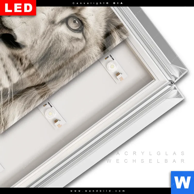 Leuchtbild Acrylglas Canvalight® DIA | Löwenstolz – Vater und Junges | Hochformat