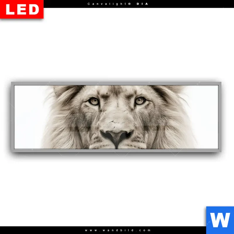 Leuchtbild Acrylglas Canvalight® DIA | Löwenstolz – Vater und Junges | Panorama