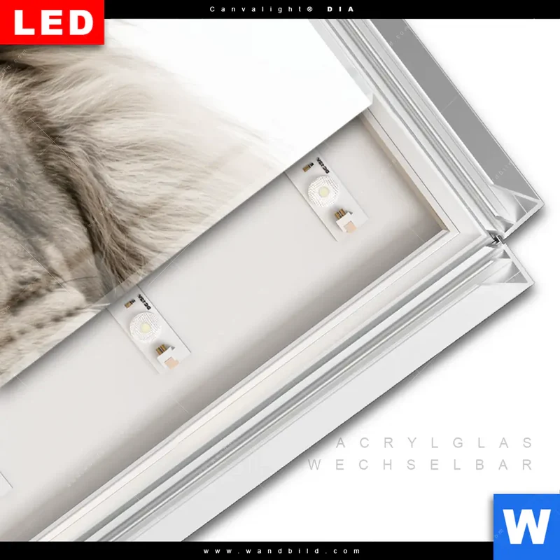 Leuchtbild Acrylglas Canvalight® DIA | Löwenstolz – Vater und Junges | Panorama