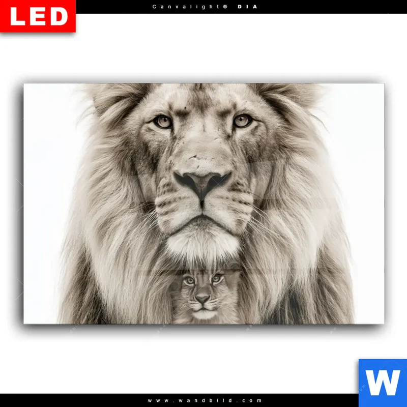 Wechselmotiv Acrylglas Canvalight® DIA | Löwenstolz – Vater und Junges | Querformat