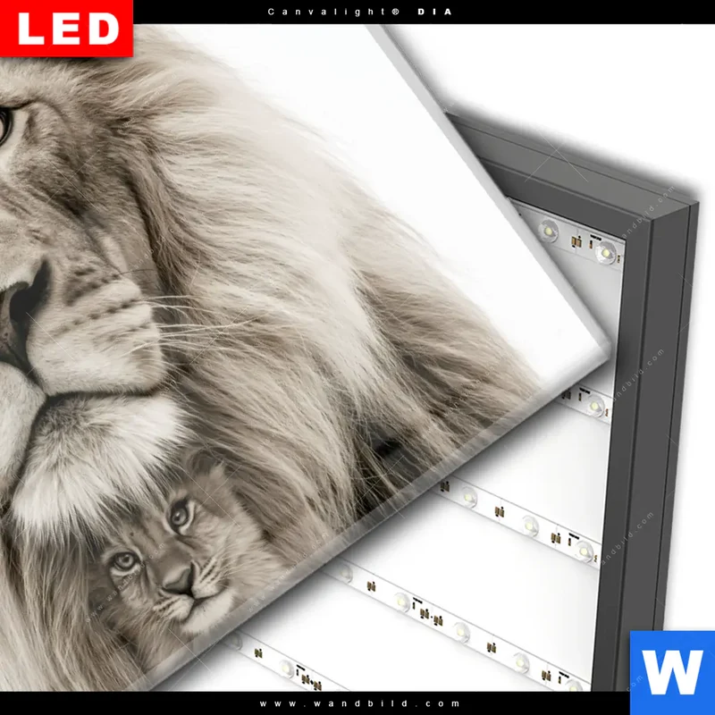 Wechselmotiv Acrylglas Canvalight® DIA | Löwenstolz – Vater und Junges | Querformat