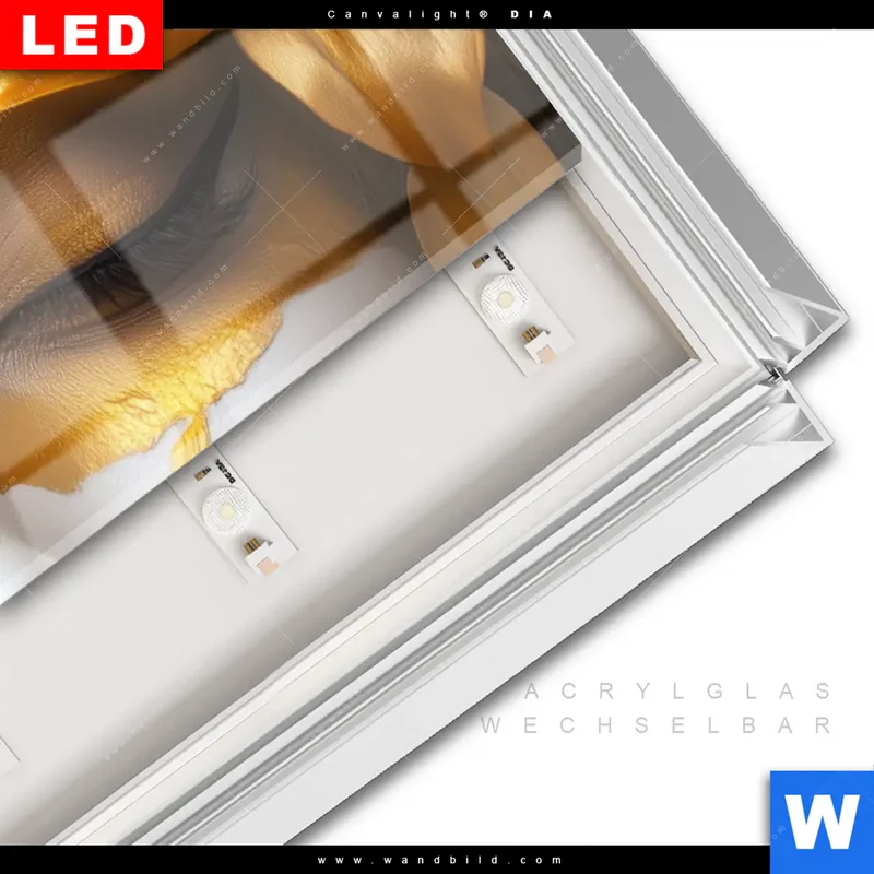 Leuchtbild Acrylglas Canvalight® DIA | Blütenzauber auf samtenem Gesicht | Panorama
