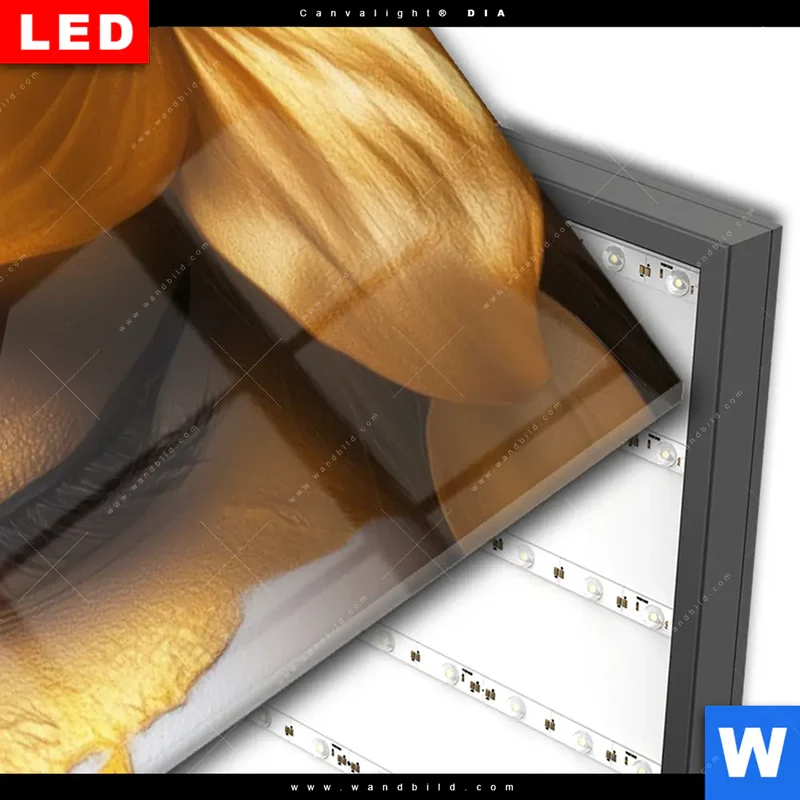 Wechselmotiv Acrylglas Canvalight® DIA | Blütenzauber auf samtenem Gesicht | Panorama