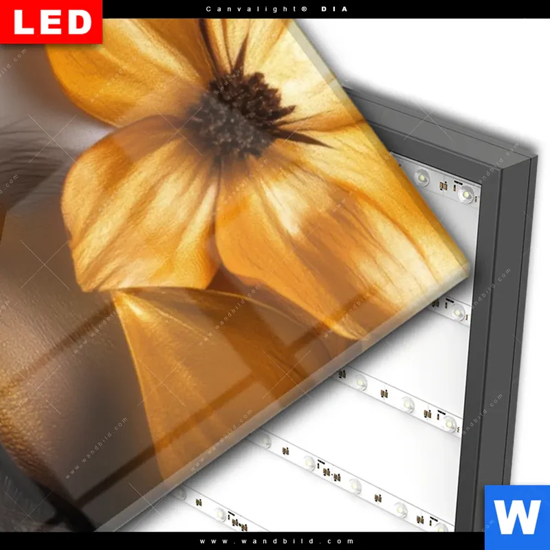 Wechselmotiv Acrylglas Canvalight® DIA | Blütenzauber auf samtenem Gesicht | Schmal