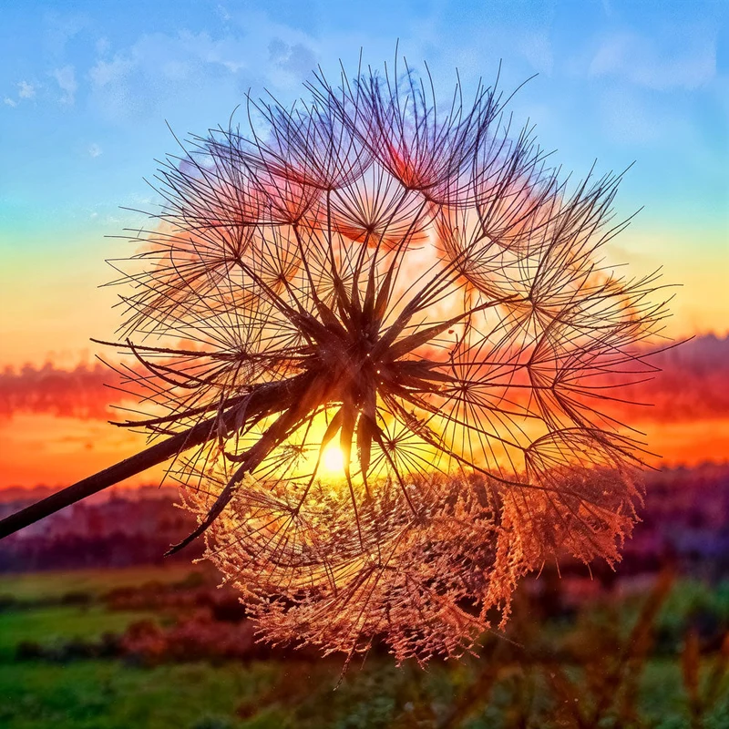 5D Diamond Painting – Pusteblume bei Sonnenuntergang