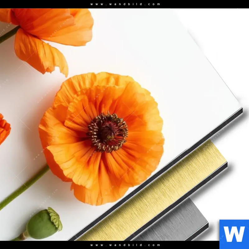 Aluminiumbild gebürstet | Mohnblumen in voller Blüte | Hochformat