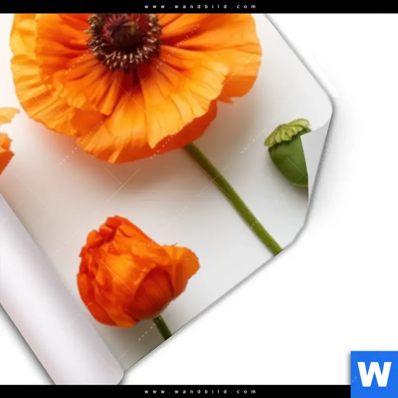 Poster | Mohnblumen in voller Blüte | Panorama