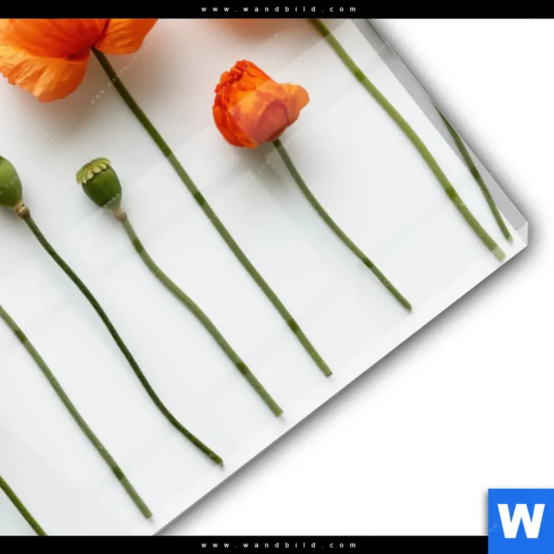Acrylglasbild | Mohnblumen in voller Blüte | Querformat