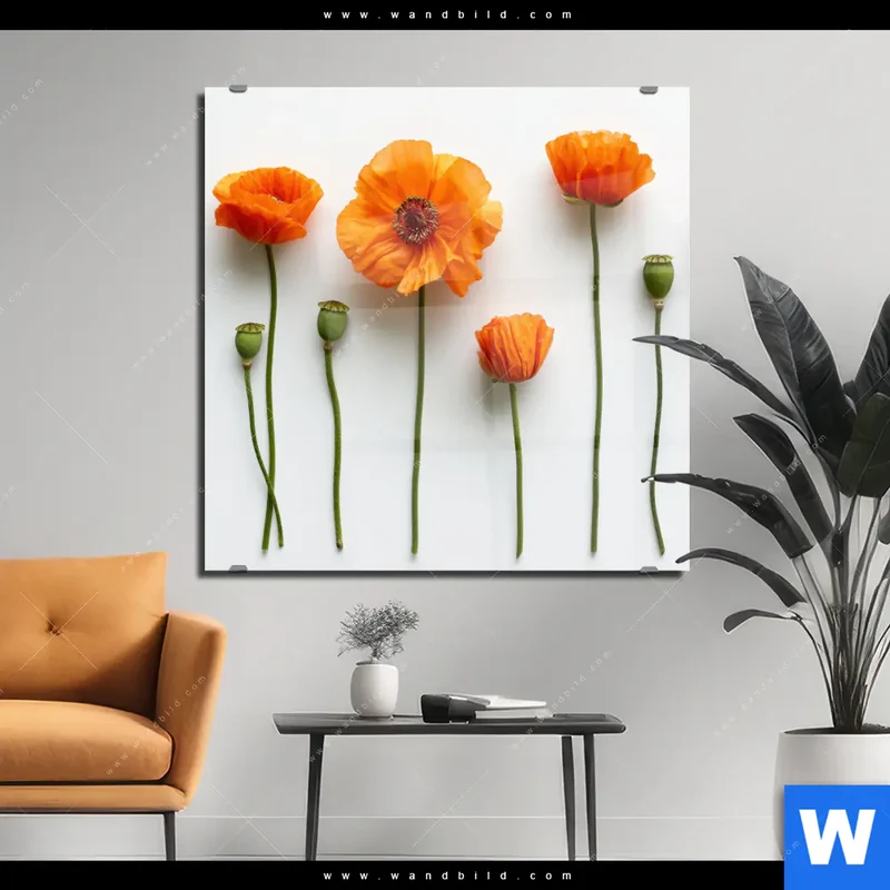 Acrylglasbild | Mohnblumen in voller Blüte | Quadrat