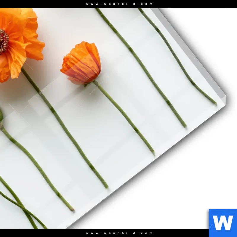 Acrylglasbild | Mohnblumen in voller Blüte | Quadrat