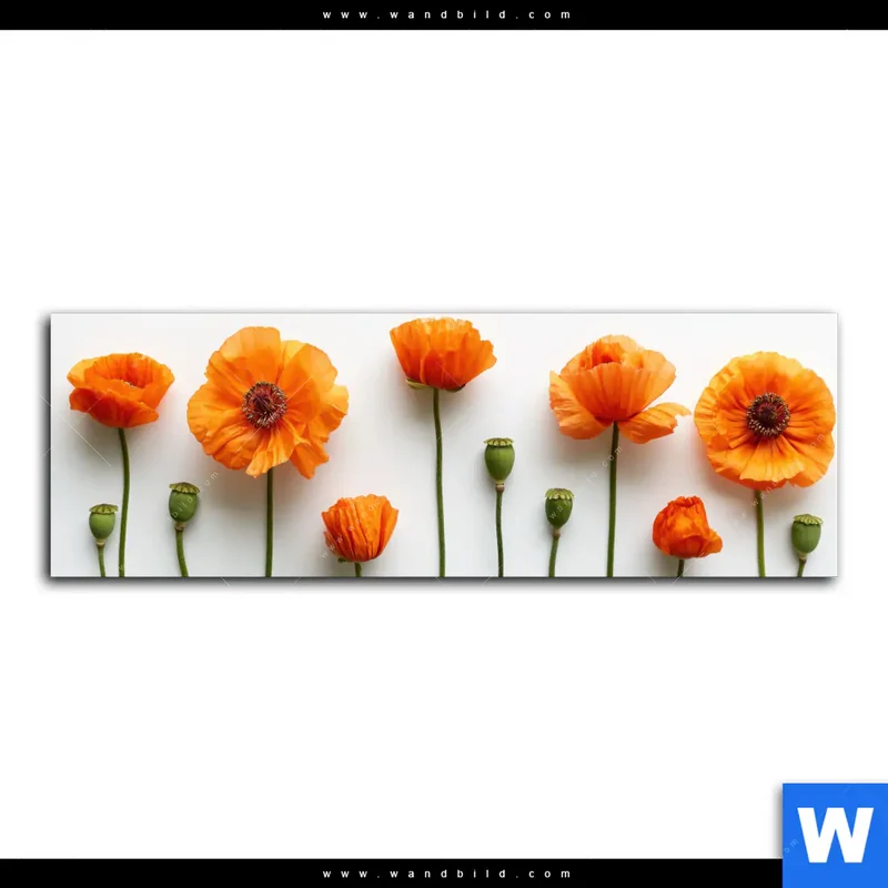 Aluminiumbild gebürstet | Mohnblumen in voller Blüte | Panorama