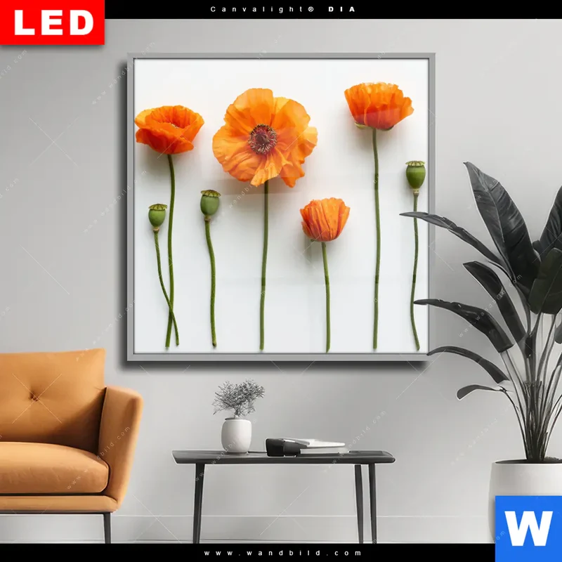 Wechselmotiv Acrylglas Canvalight® DIA | Mohnblumen in voller Blüte | Quadrat
