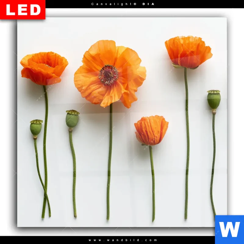 Wechselmotiv Acrylglas Canvalight® DIA | Mohnblumen in voller Blüte | Quadrat