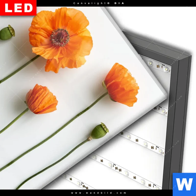 Wechselmotiv Acrylglas Canvalight® DIA | Mohnblumen in voller Blüte | Quadrat
